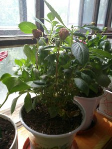 长春花为什么不开花 为什么长春花不绽放？