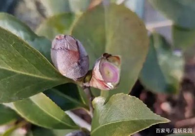 山茶为什么不开花 为什么山茶不开花
山茶为何不开花