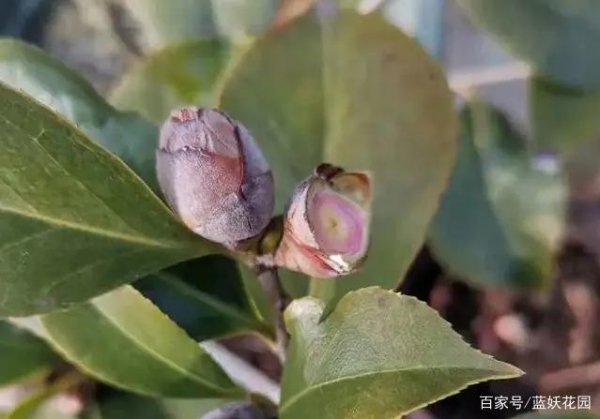 山茶为什么不开花