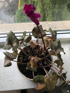 仙客来为什么不开花 为什么仙客来不开花？