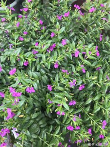 紫萼距花为什么不开花 为何紫萼距花不开花？