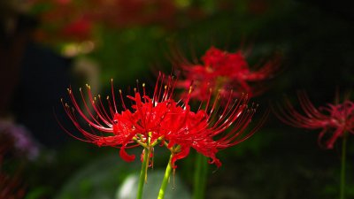 曼珠沙华为什么不开花 曼珠沙华为何不开花？