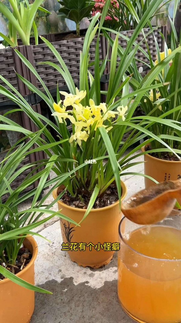兰草为什么不开花