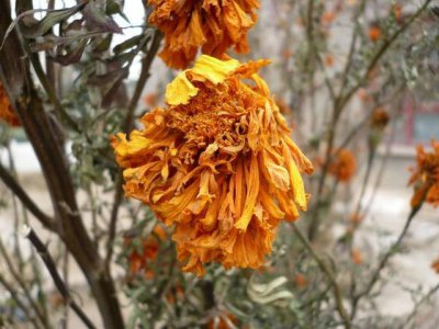 松叶菊为什么不开花 为什么松叶菊不开花
松叶菊为何不开花