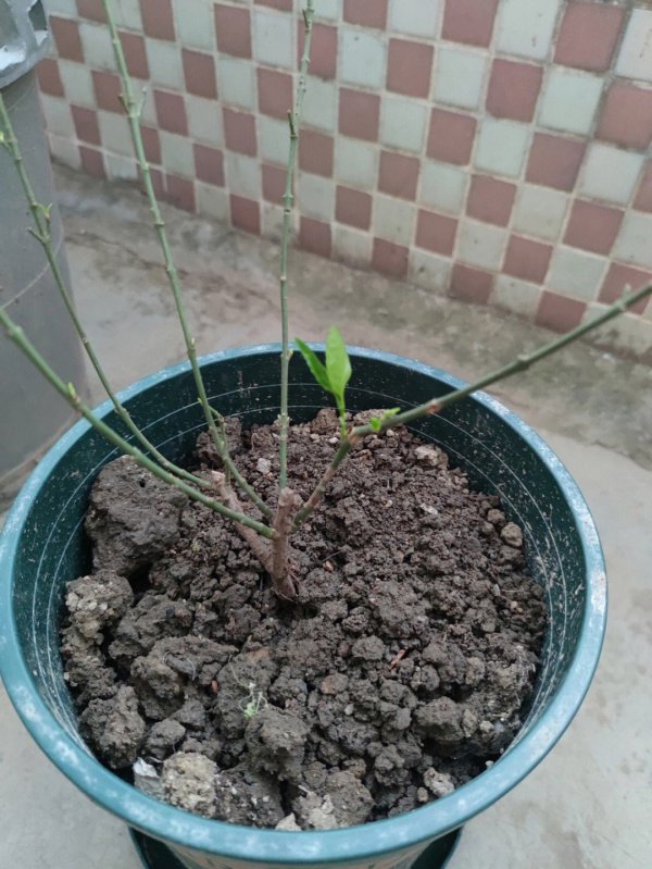 蓝莓树苗为什么不开花