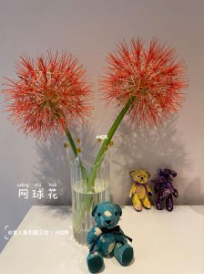 网球花为什么不开花 为什么网球花不会绽放？
