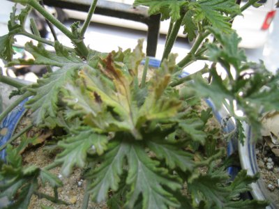 驱蚊草为什么不开花 为什么驱蚊草不会开花呢？