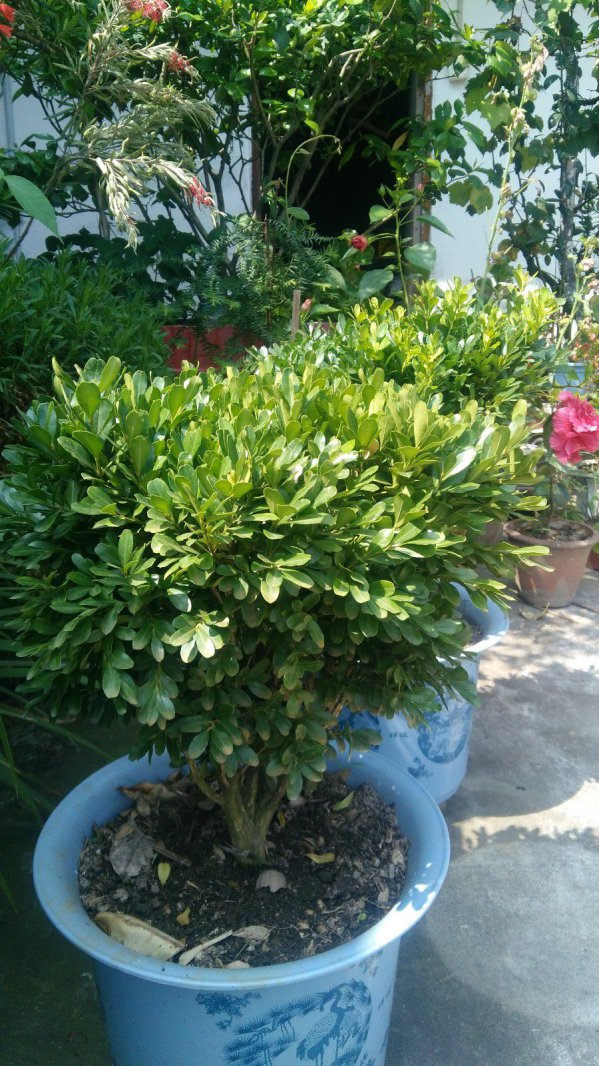 米兰花为什么不开花
