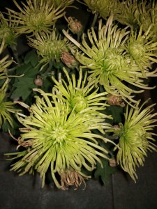 菊花为什么不开花 为什么菊花不开放？
