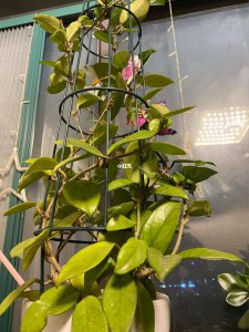 球兰花为什么不开花 球兰花为何不开花？