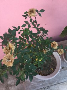 蔷薇花为什么不开花 为何蔷薇花不绽放花朵？