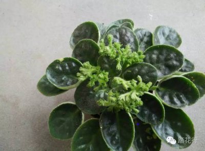 非洲堇为什么不开花 为什么非洲堇无法开花？