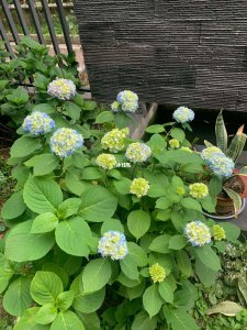 蝴蝶绣球为什么不开花 为什么蝴蝶绣球不开花？