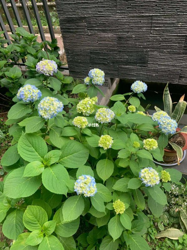 蝴蝶绣球为什么不开花