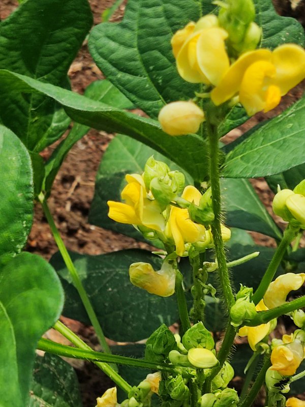 赤小豆为什么不开花