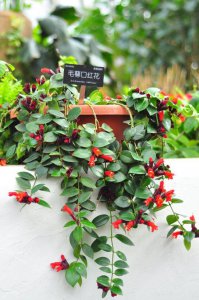 口红吊兰为什么不开花 口红吊兰为何不开花？