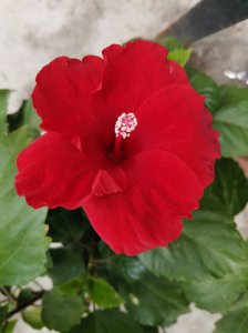 大岩桐花为什么不开花 为何大岩桐花无法开放？