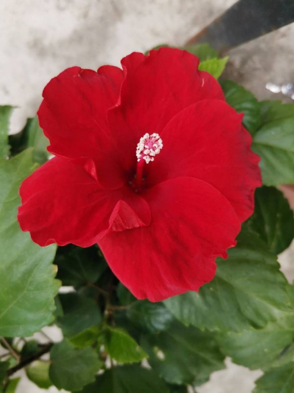 大岩桐花为什么不开花