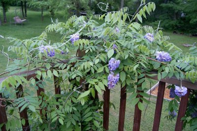 紫藤花为什么不开花 为何紫藤花不开花？
