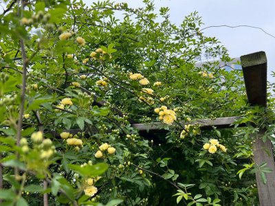 黄木香为什么不开花 为什么黄木香不会绽放花朵？