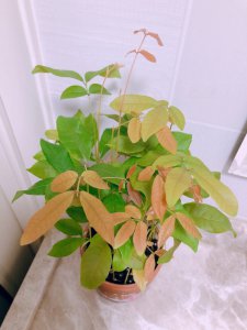龙眼为什么不开花 为什么龙眼树不开花？