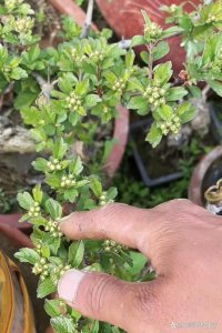 山里红为什么不开花 山里红为何不开花？