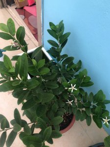 柠檬为什么不开花 为什么柠檬不会开花？
柠檬为何不开花？