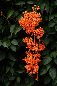 炮仗花为什么不开花 为何炮仗花不开花？