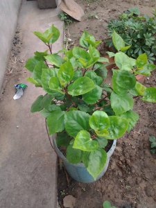 木槿为什么不开花 为什么木槿不开花？

木槿为何不开花？