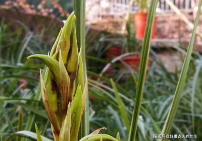 蜡兰为什么不开花 为什么蜡兰不开花？

蜡兰为何不开花？