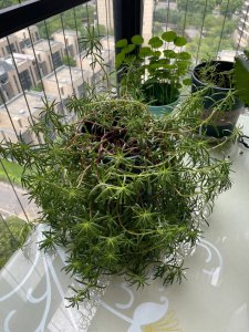 西玛花为什么不开花 为什么西玛花不开花？