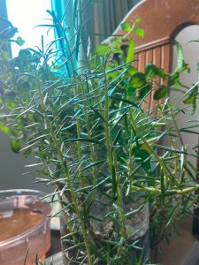 仙人剑为什么不开花 为何仙人剑不开花？