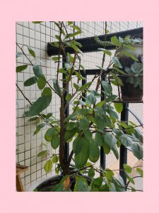 苹果树为什么不开花 为何苹果树不开花？