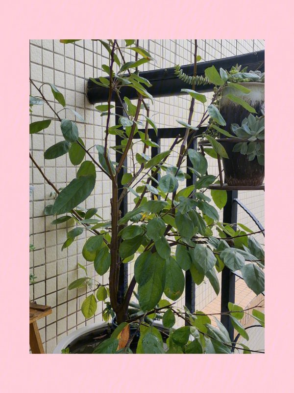 苹果树为什么不开花