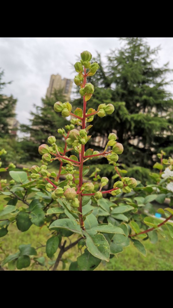 紫薇为什么不开花