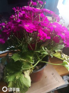 瓜叶菊为什么不开花 瓜叶菊为何不开花？