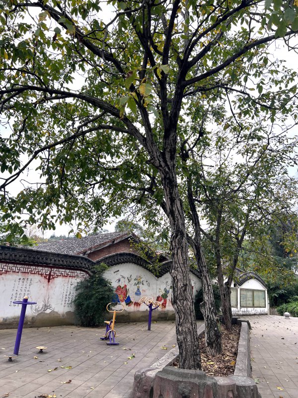 核桃树为什么不开花