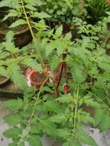 番茄为什么不开花 为什么番茄不开花？

番茄为何不开花？