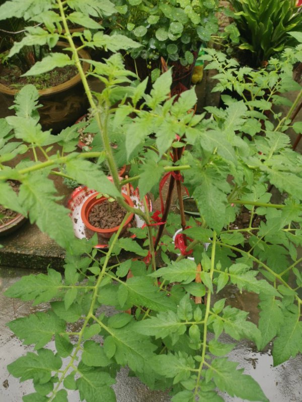 番茄为什么不开花