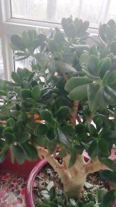 玉树为什么不开花 为什么玉树不开花
玉树为何不开花