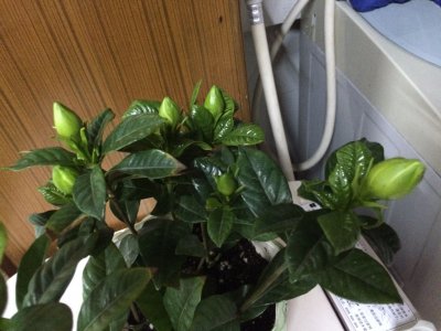 桅子花为什么不开花 桅子花为何开不了花？