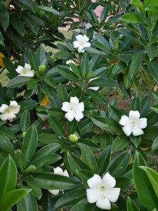 非洲苿莉为什么不开花 为什么非洲苿莉不开花？