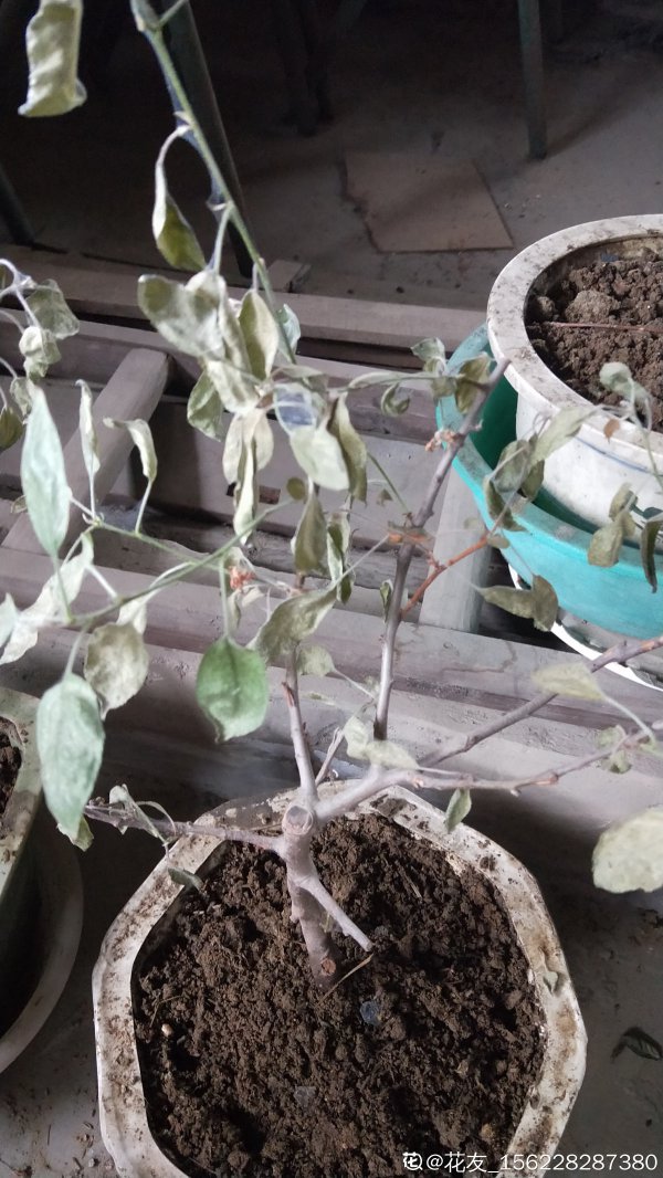 玫瑰海棠为什么不开花