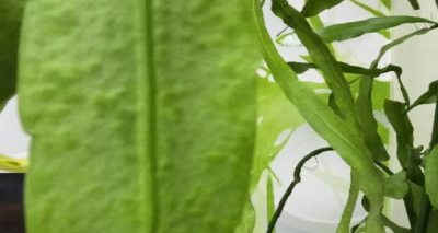 昙花叶子有黑斑怎么回事 昙花叶子为何出现黑斑？