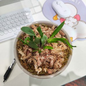 文心兰叶子有黑斑怎么回事 文心兰叶子出现黑斑怎么办？