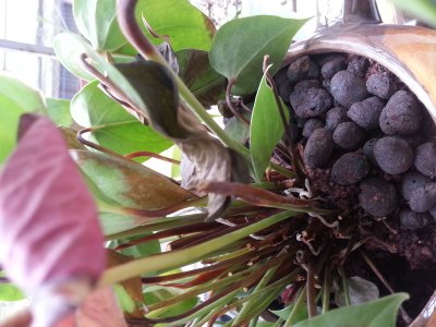 红掌为什么不开花 为什么红掌不开花？

红掌为何不开花？