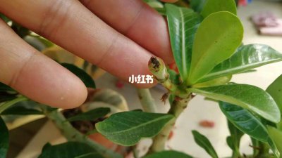 沙漠玫瑰叶子有黑斑怎么回事 沙漠玫瑰叶子为何出现黑斑？