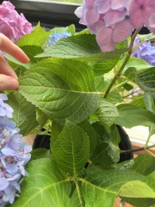 绣球花叶子有黑斑怎么回事 绣球花叶子变黑斑是什么原因？