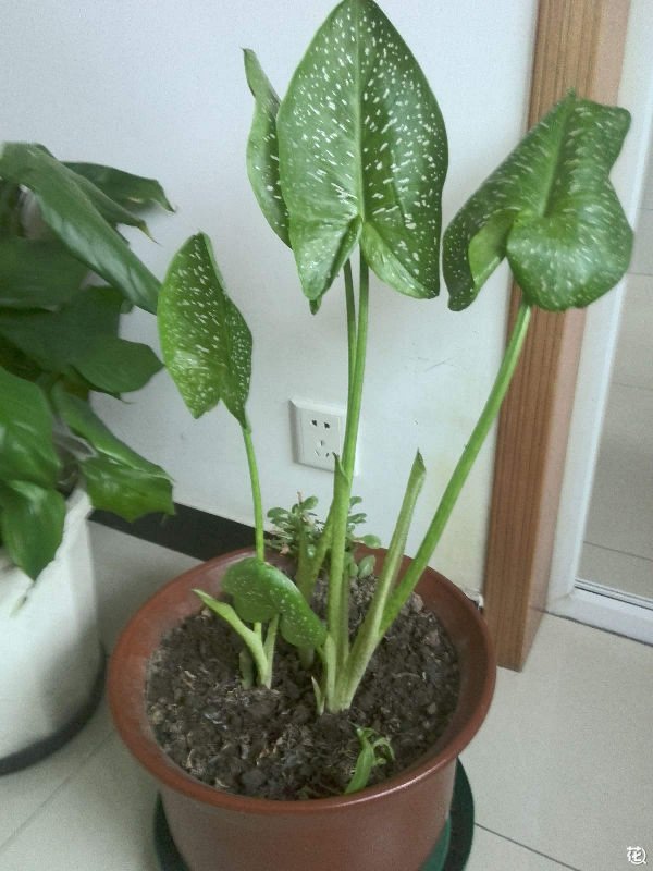 马蹄莲为什么不开花