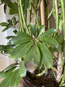 火鹤花叶子有黑斑怎么回事 火鹤花叶子出现黑斑是怎么回事？
